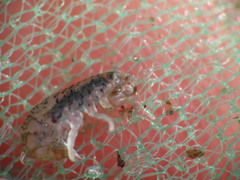 Gammarellus angulosus