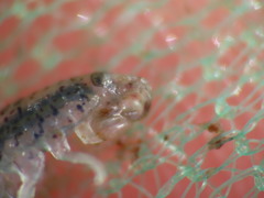 Gammarellus angulosus