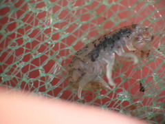 Gammarellus angulosus