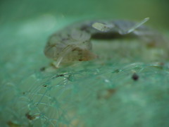 Gammarellus angulosus