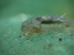 Gammarellus angulosus