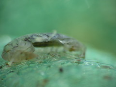 Gammarellus angulosus