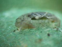 Gammarellus angulosus