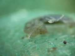 Gammarellus angulosus