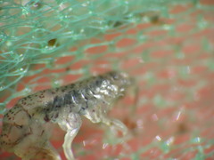 Gammarellus angulosus