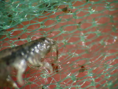 Gammarellus angulosus