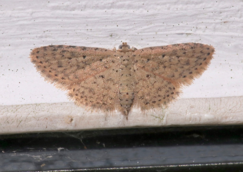 Sigela lynx