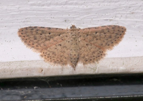 Sigela lynx