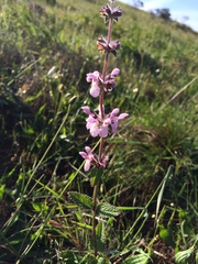 Stachys rigida quercetorum