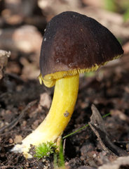 Pluteus pauperculus