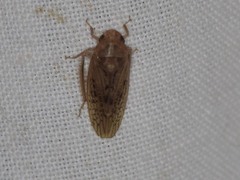 Ponana rubida