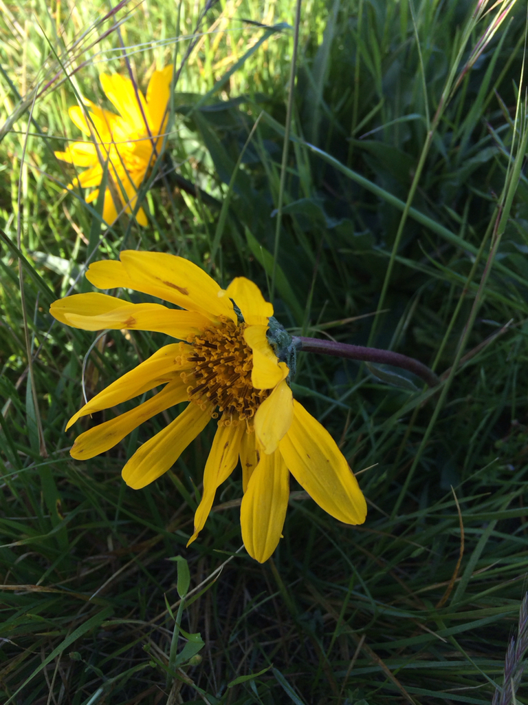 narrowleaf mule-ears from Lyford Dr, Tiburon, CA, US on April 17, 2014 ...