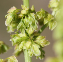 Rumex californicus