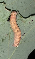 Acronicta increta