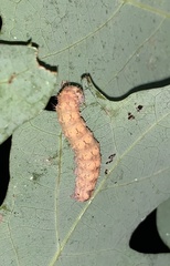 Acronicta increta