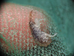 Gammarellus angulosus