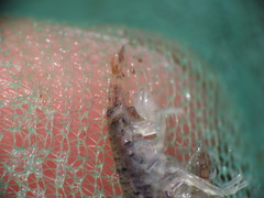 Gammarellus angulosus