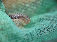 Gammarellus angulosus
