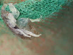 Gammarellus angulosus