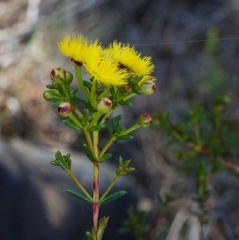 Verticordia chrysantha