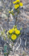 Verticordia chrysantha