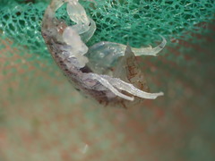 Gammarellus angulosus