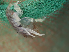 Gammarellus angulosus