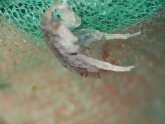 Gammarellus angulosus