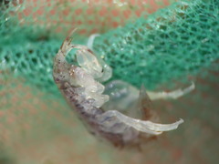 Gammarellus angulosus