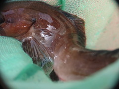 Ulvaria subbifurcata