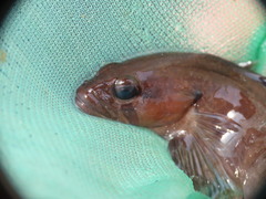 Ulvaria subbifurcata