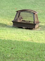 Sylvilagus floridanus