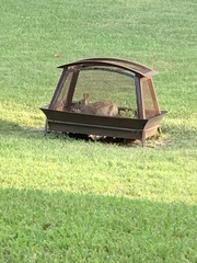 Sylvilagus floridanus