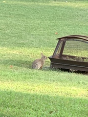 Sylvilagus floridanus