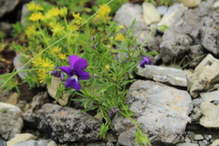Viola dubyana