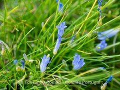 Hesperocodon hederaceus