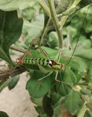 Poecilimon thoracicus