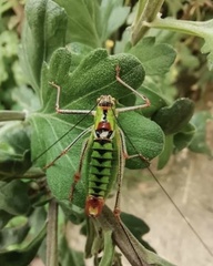 Poecilimon thoracicus