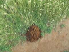 Cryptomys hottentotus