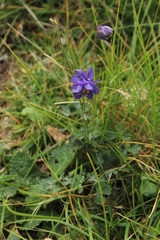 Aquilegia confusa