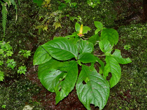 Titanotrichum oldhamii, photograph 4
