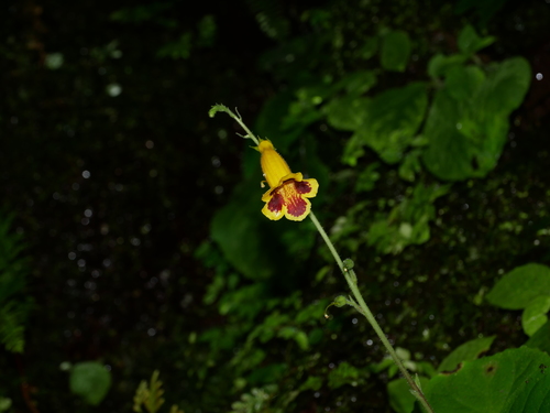 Titanotrichum oldhamii, photograph 5