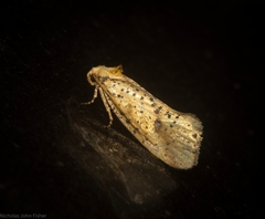 Azaleodes micronipha