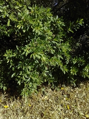 Magnoliopsida
