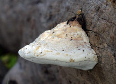 Truncospora ochroleuca