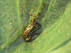 Pyxicephalus adspersus