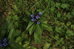Gentiana cruciata cruciata