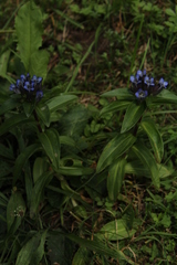 Gentiana cruciata cruciata