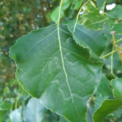 Phyllocnistis unipunctella