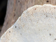 Truncospora ochroleuca